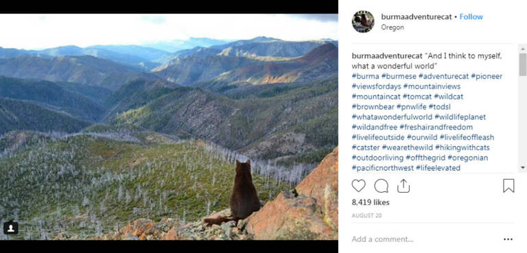 instagram-pets-burma