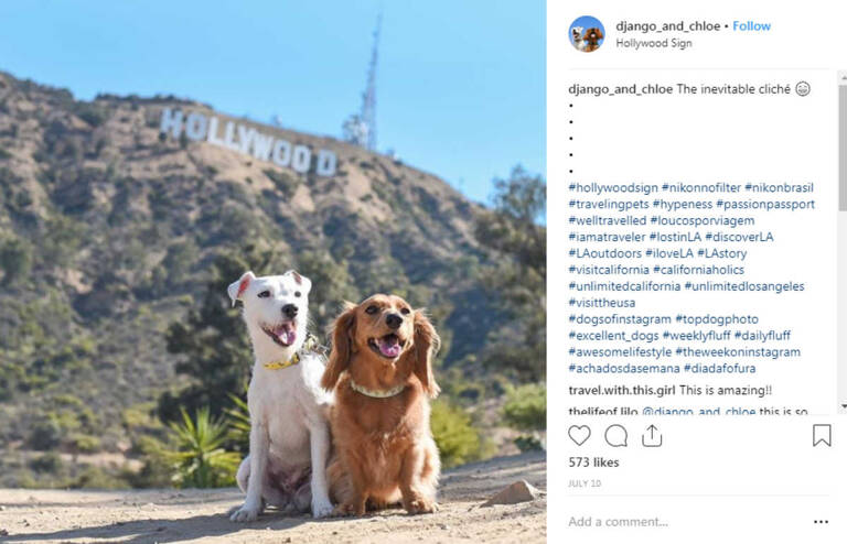 instagram-pets-django-chloe