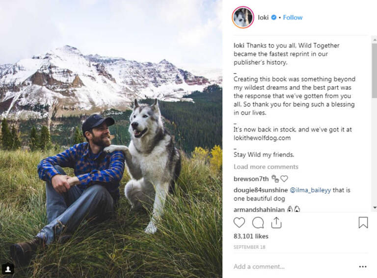 instagram-pets-loki-wolfdog