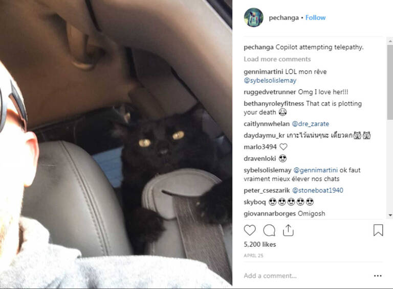 instagram-pets-millie
