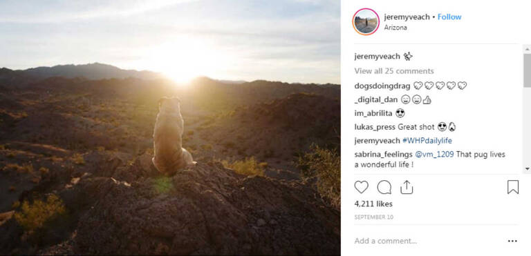 instagram-pets-norm