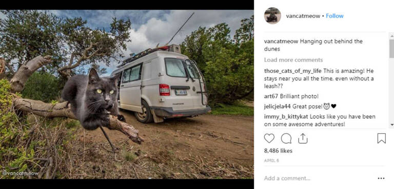 instagram-pets-vancatmeow