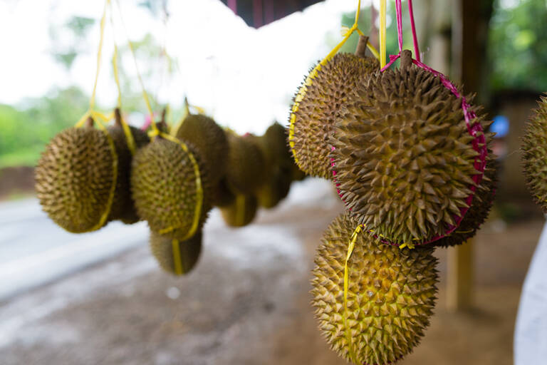 malaysia-durian