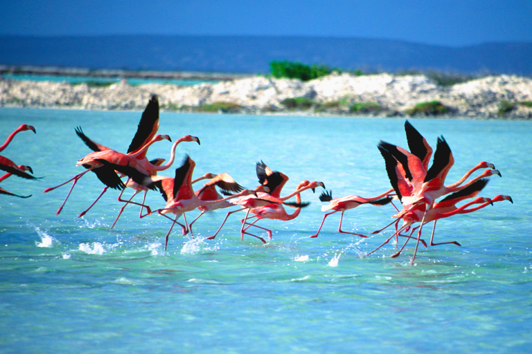 mid-america-bonaire-flamingo