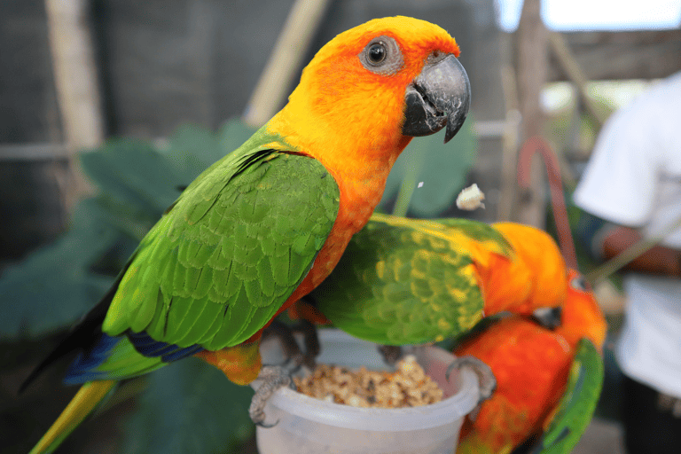 mid-america-carribean-saint-martin-parrot-green-orange