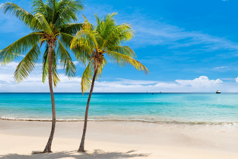 middle-america-carribean-palm-trees