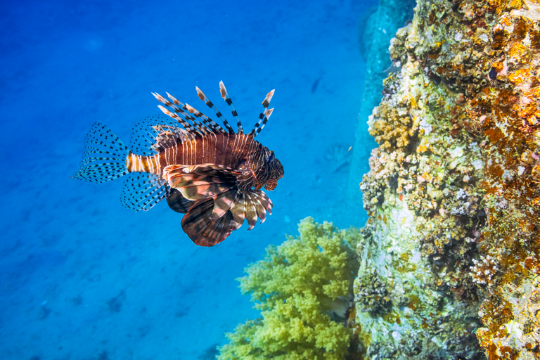 middle-east-israel-eilat-gulf-of-aqaba-diving