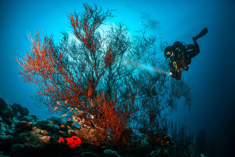 middle-east-jordan-aqaba-scuba-diving-use-only-tb-jordan