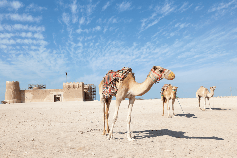 middle-east-qatar-doha-camels