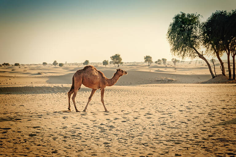 middle-east-uae-dubai-dessert-camel