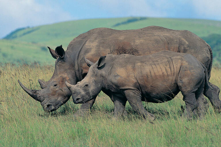 neushoorn