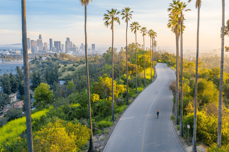 north-america-california-road-palm-trees