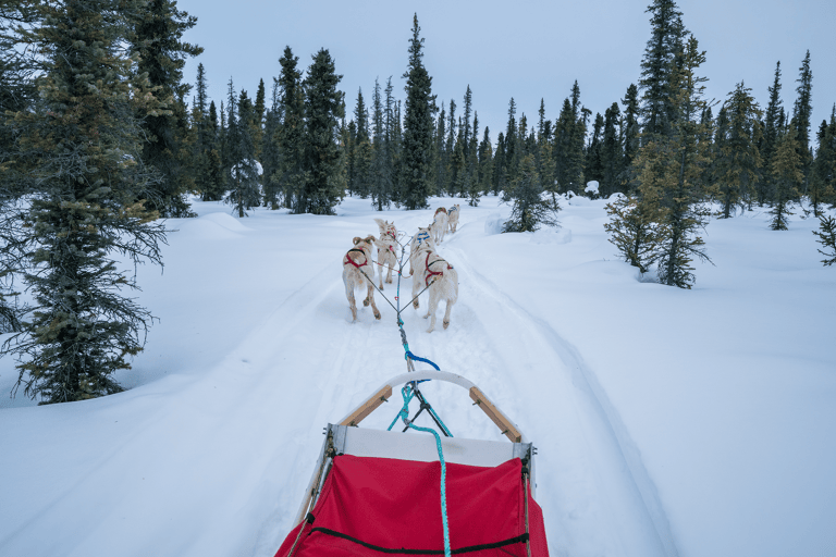 north-america-canada-dog-sledding