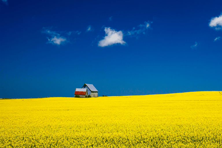 north-america-canada-prince-edward-island-mustard-field