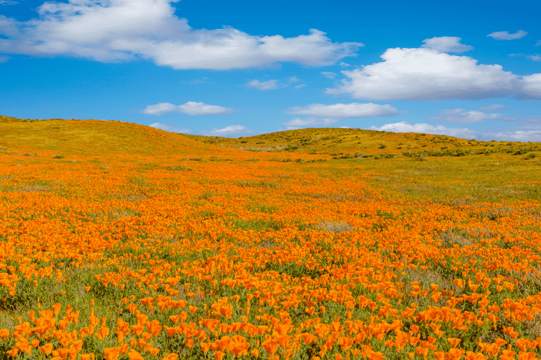 north-america-united-states-califonia-antelope-valley-poppy-flower