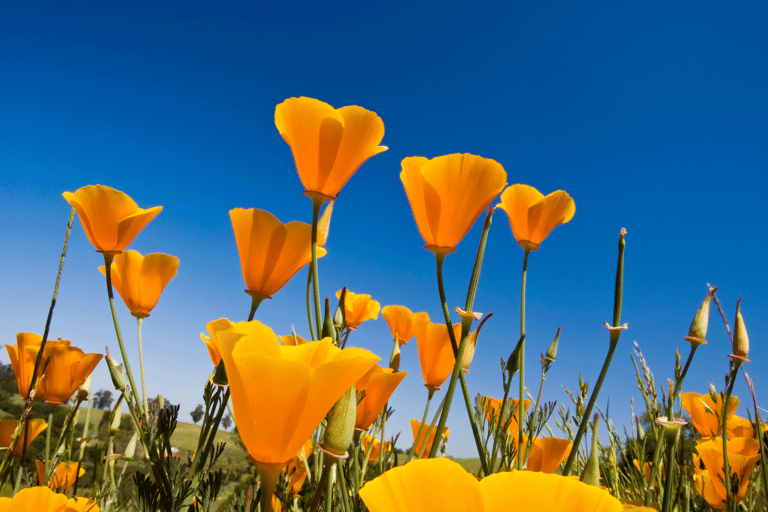 north-america-united-states-califonia-poppy-flower-blue-sky