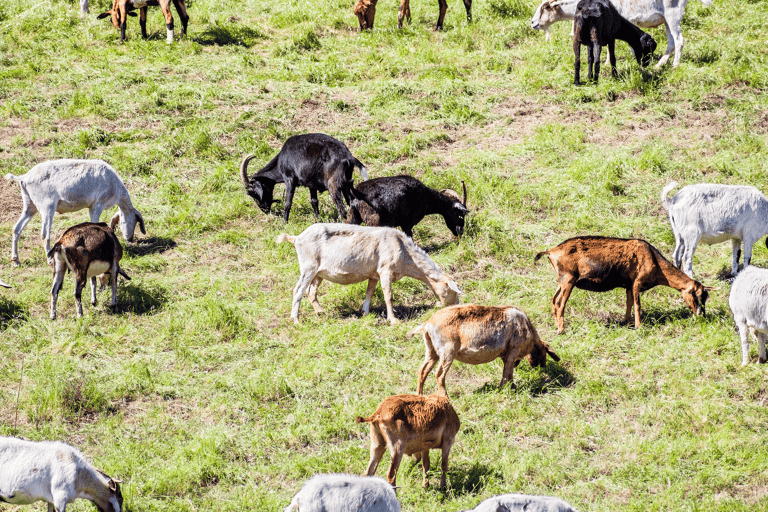 north-america-united-states-california-goat-eating-grass