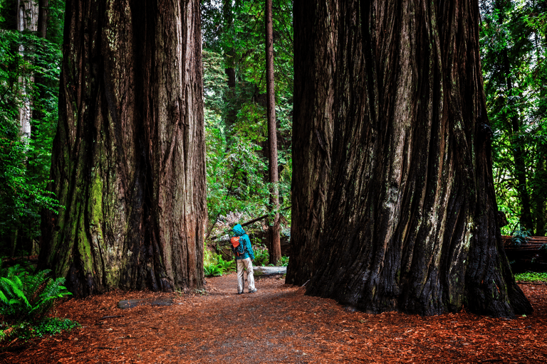 north-america-united-states-california-redwood-national-park