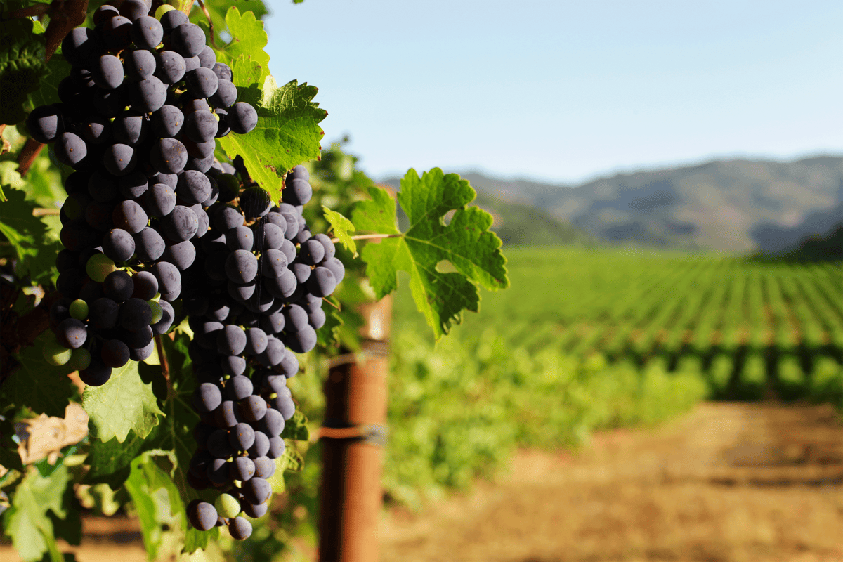Best Wines of North and South America