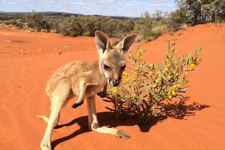 oceania-australia-alice-springs-kangaroo-sanctuary