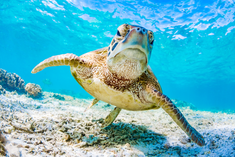 oceania-australia-great-barrier-reef-turtle