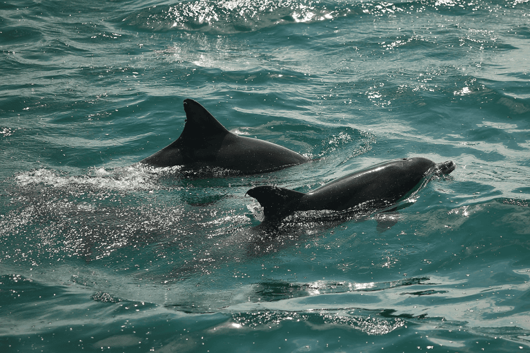oceania-australia-jervis-bay-dolphin