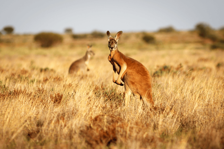 oceania-australia-kangaroo-outback-safari