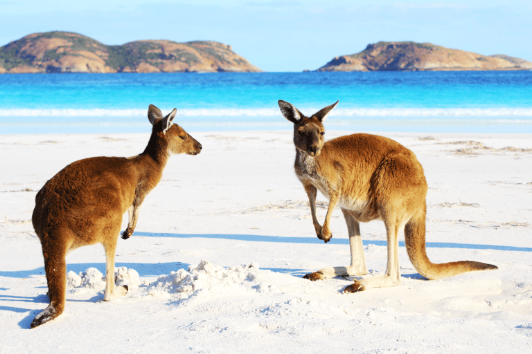 oceania-australia-kangaroo