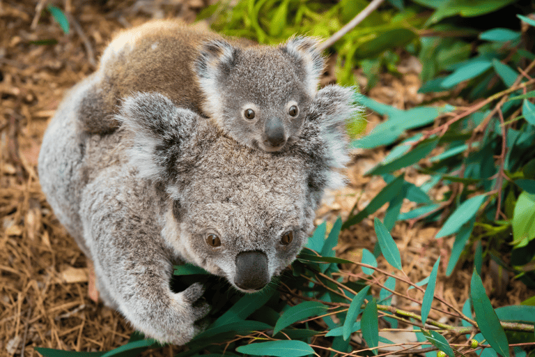 oceania-australia-koala-cute