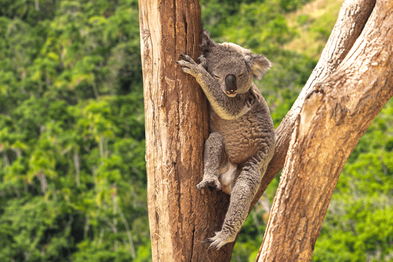 oceania-australia-koala-tree-sleeping