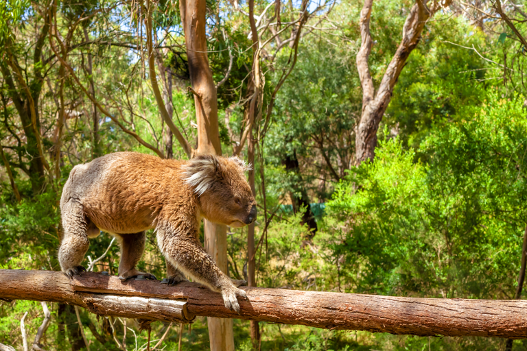 oceania-australia-melbourne-philip-island-koala