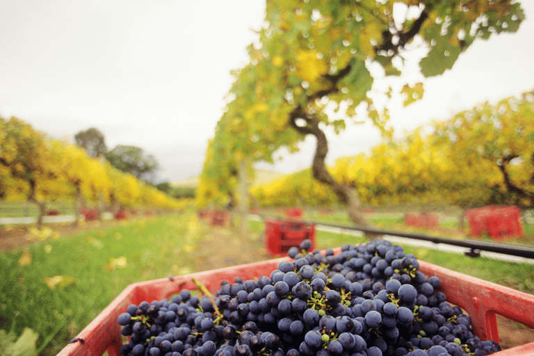oceania-australia-melbourne-yarra-valley-wine-vineyard