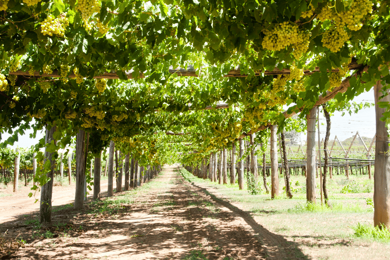 oceania-australia-perth-swan-valley-vineyards