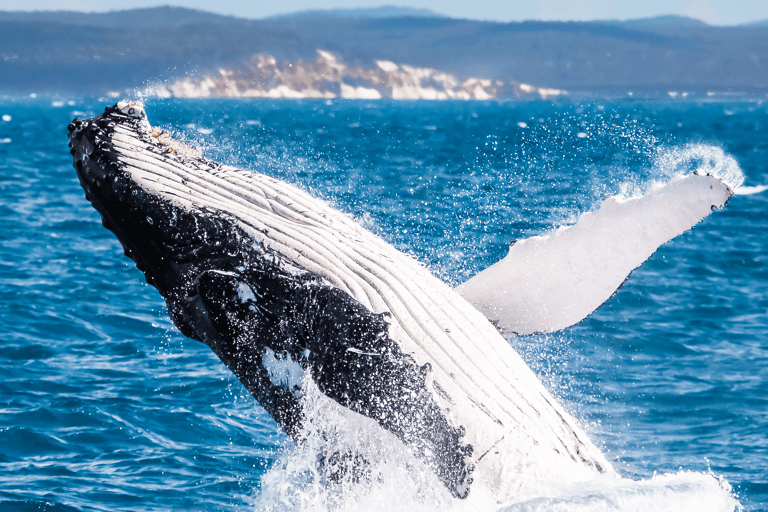oceania-australia-queensland-whale-watch