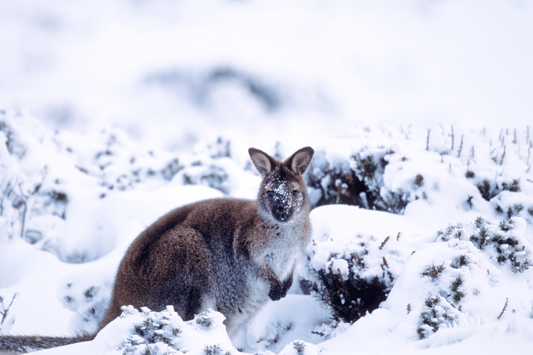 oceania-australia-tasmania-snow-wallaby