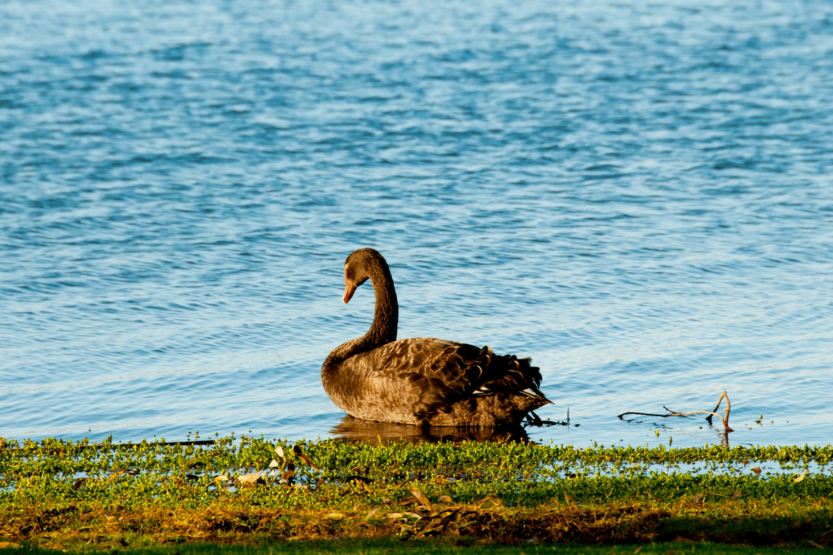 Quirks of Perth - What’s Different in WA