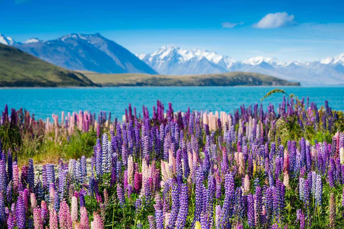 The Cost of Travel To New Zealand 2019