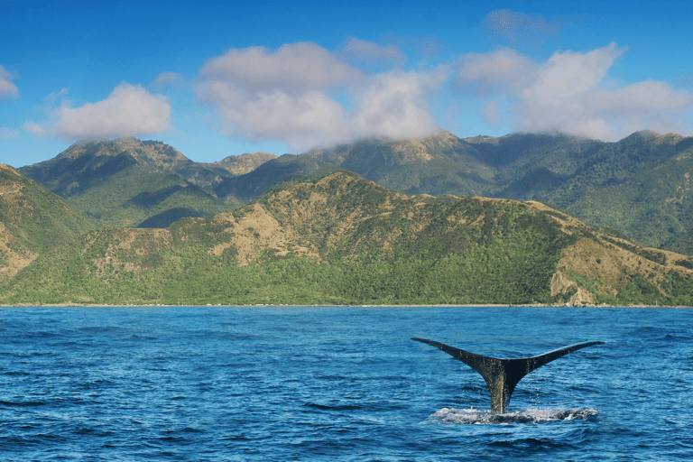 oceania-new-zealand-whale-spotting-tail-out-of-water