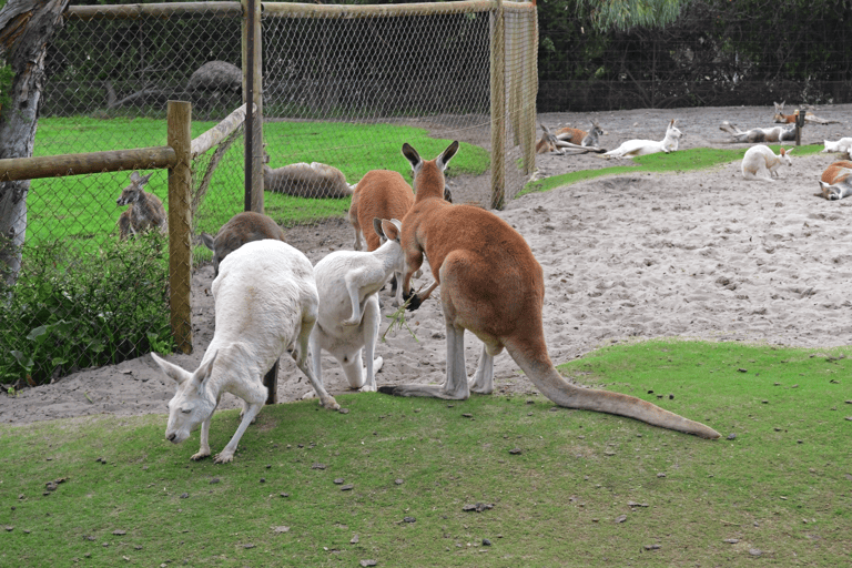 oceania-western-australia-caversham-wildlifepark-kangaroo