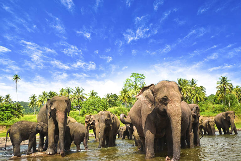 olifant