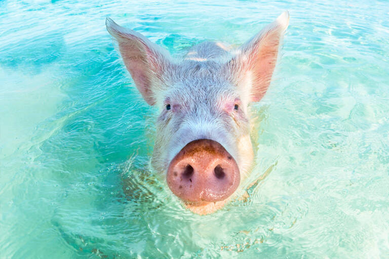 pigs-island-2