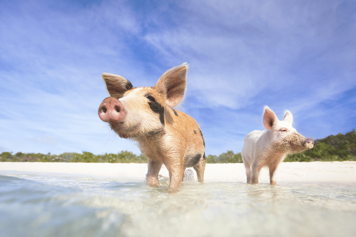 Deze 5 plekken moet je gezien hebben als je van dieren houdt