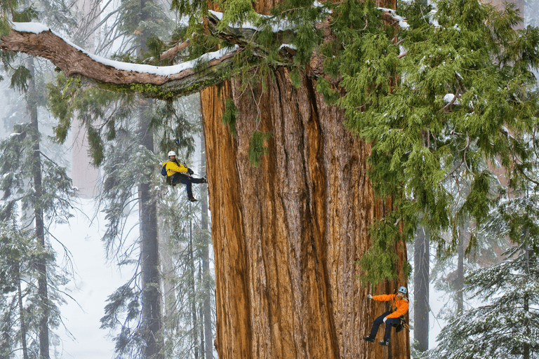 redwood-tree-climbing