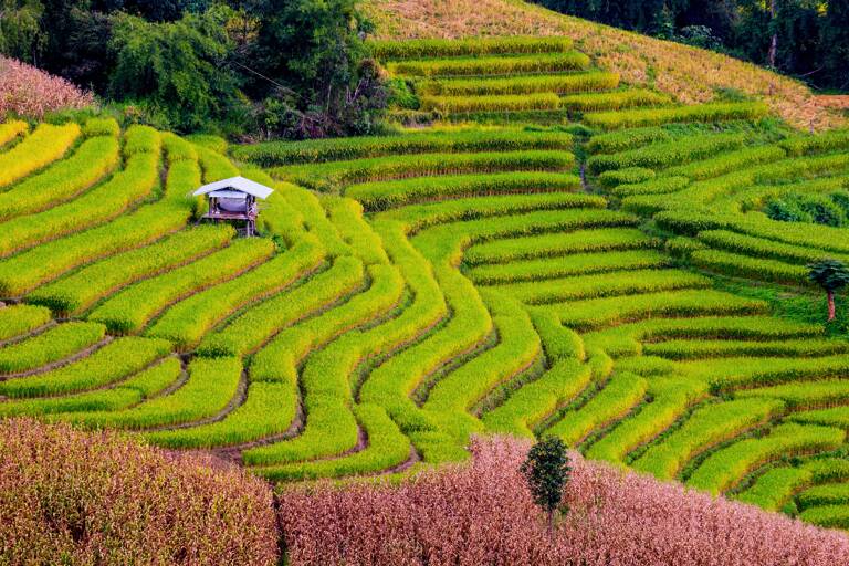 sapa-vietnam-flowers