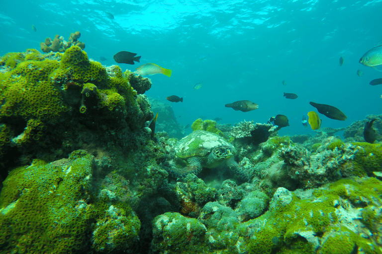 shannen-maldives-maafushi-turtle-snorkeling-diving
