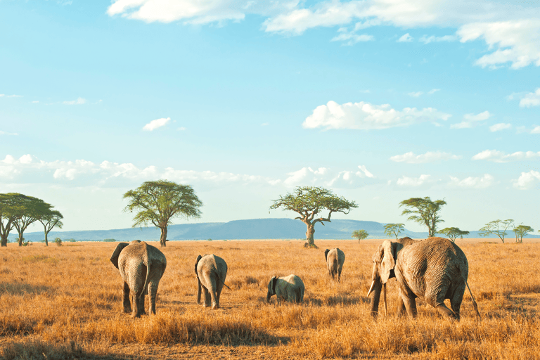south-africa-johannesburg-safari-big-five