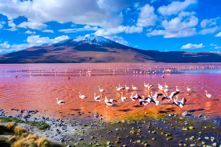 south-america-bolivia-laguna-colorada-pink-lake