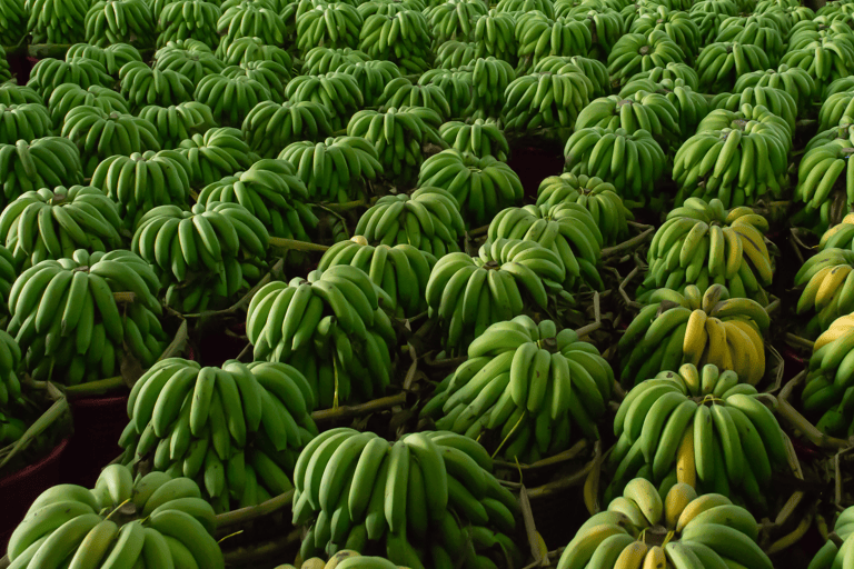 south-america-colombia-banana-plantation-2