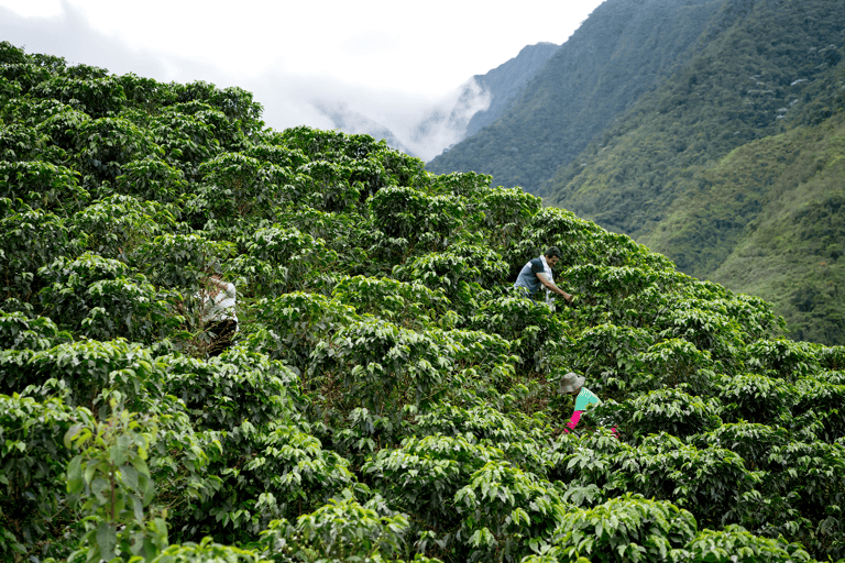 south-america-colombia-farm