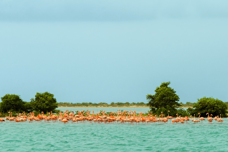 south-america-colombia-flamingos